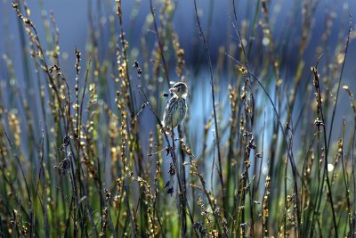 Karoo Prinia