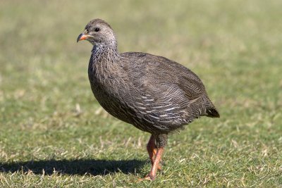 Cape Francolin