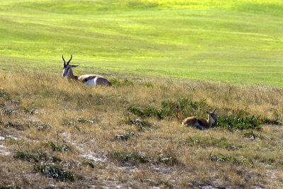 golfcourse Springbok