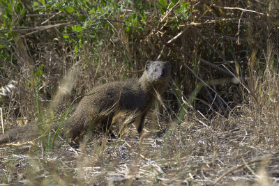 Cape Mongoose?