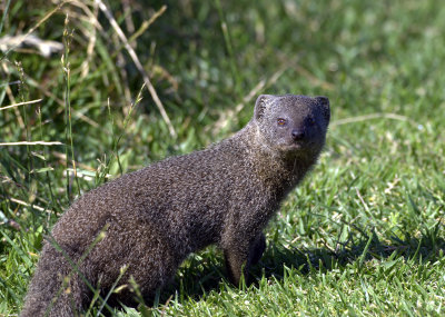 Cape mongoose