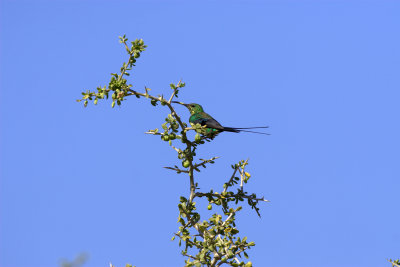 Malachite Sunbird