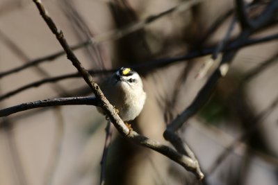 golden crowned kinglet