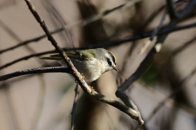 golden crowned kinglet