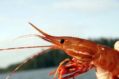 prawn