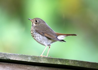 Hermit Thrush