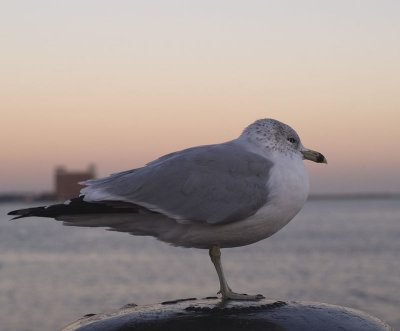 Boston Harbor Gull