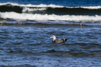 Gull Floating in the Ocean
