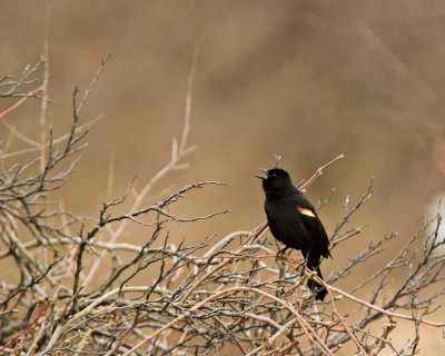 Red-wing Blackbird Singing
