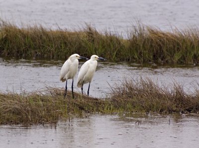 Pair of Great Egrets