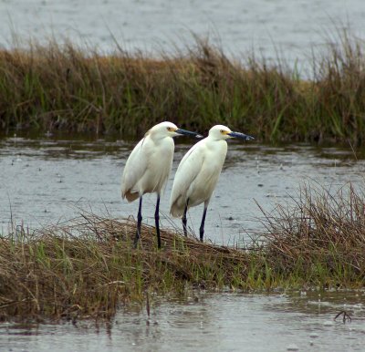 Pair of Great Egrets (Cropped)