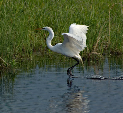 Great Egret Landing