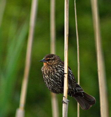 Female Red-winged Blackbird