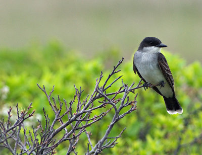 Eastern kingbird