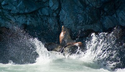 King of the Sea Lions