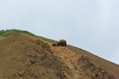 Brown Bear and cubs