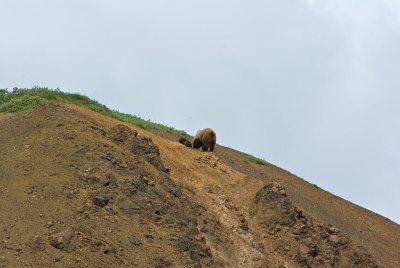 Brown Bear and cubs