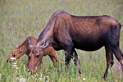 Mother Moose and Calf
