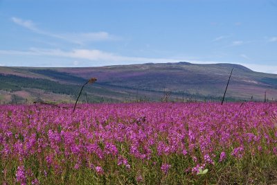 Another field of Fireweed