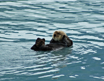 Sea Otter