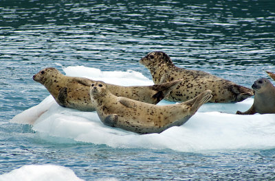Seals