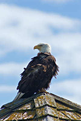 Bald Eagle on roof top