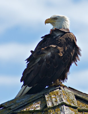 Bald Eagle on roof top