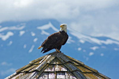 Bald Eagle on roof top