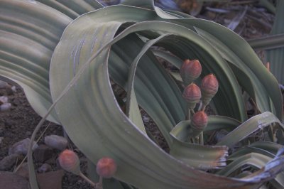 Female Welwitschia - detail