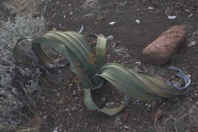 Male Welwitschia