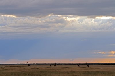 Giraffes on the pan