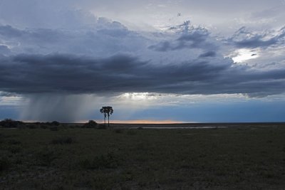 Rain at Two Palms