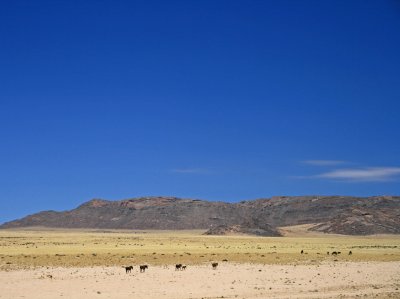 Feral Namib horses - Aus