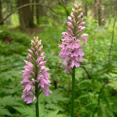 Dactylorhiza maculata