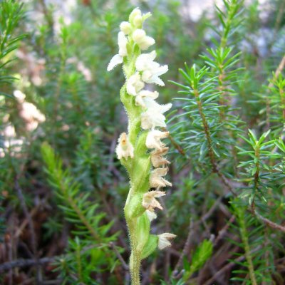 Goodyera repens