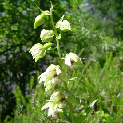 Epipactis distans