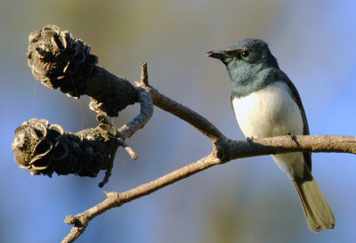 leaden flycatcher i.jpg