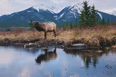 Banff NP Elk