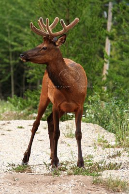 Canadian Rockies Elk
