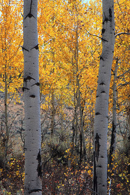 PA4S7859 Misc Tetons.jpg