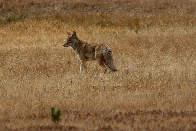 Yellowstone Coyote