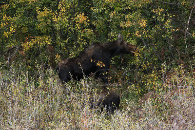 0C9K3630 Tetons Sept23-07.jpg