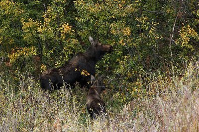 0C9K3632 Tetons Sept23-07.jpg