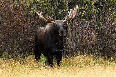 0C9K3636 Tetons Sept23-07.jpg