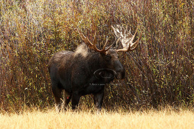 0C9K3654 Tetons Sept23-07.jpg