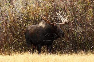 0C9K3655 Tetons Sept23-07.jpg