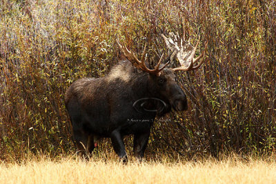0C9K3656 Tetons Sept23-07.jpg