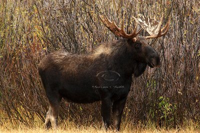 0C9K3657 Tetons Sept23-07.jpg