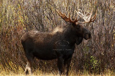 0C9K3658 Tetons Sept23-07.jpg