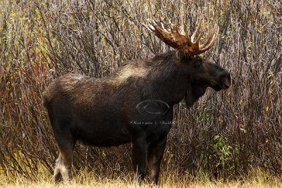 0C9K3659 Tetons Sept23-07.jpg